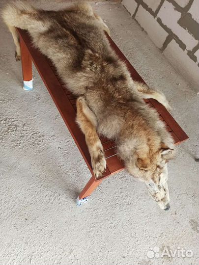 Шкура волка