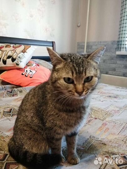 Мурка в добрые руки