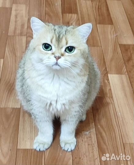 Британская взрослая кошечка