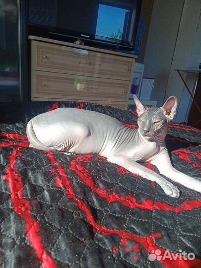 Донской сфинкс