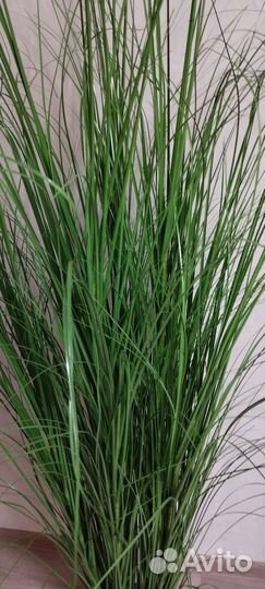 Осока искусственная высокая