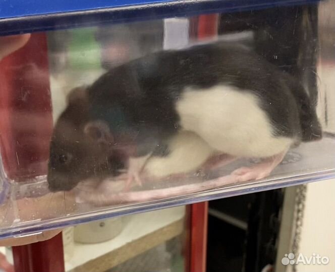 Крыса дамбо