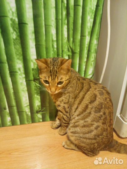 Бенгальская кошка