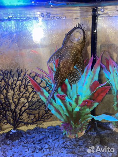 Аквариум с рыбами