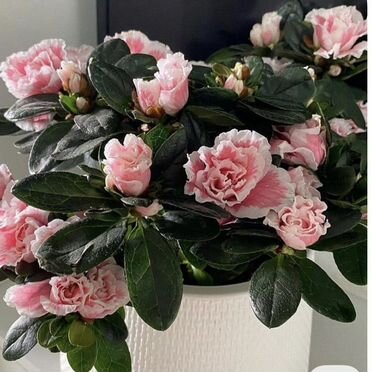 Азалия розовая