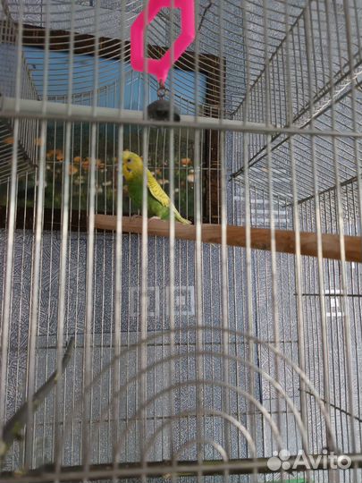 Волнистый попугайчик только в добрые руки