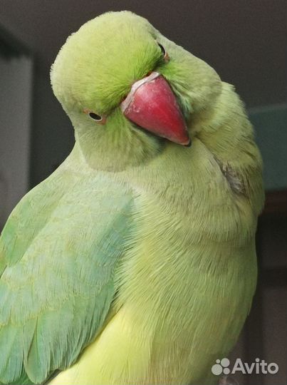 Ожереловый попугай