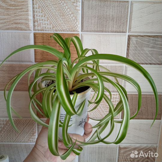 Хлорофитум хохлатый, кудрявый