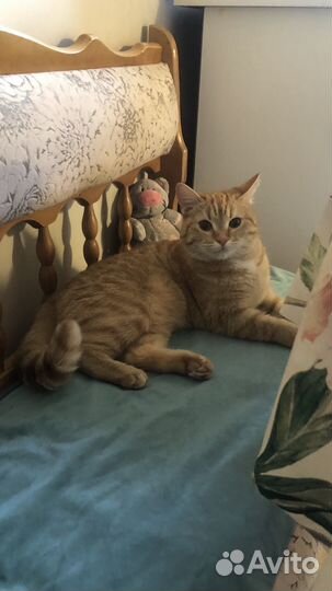 Рыжая кошка на вязку