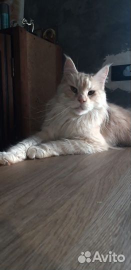 Вязка кошки мейн-кун