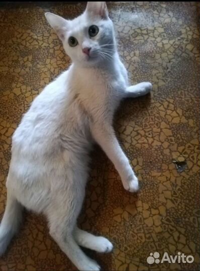 Кошка в дар бесплатно