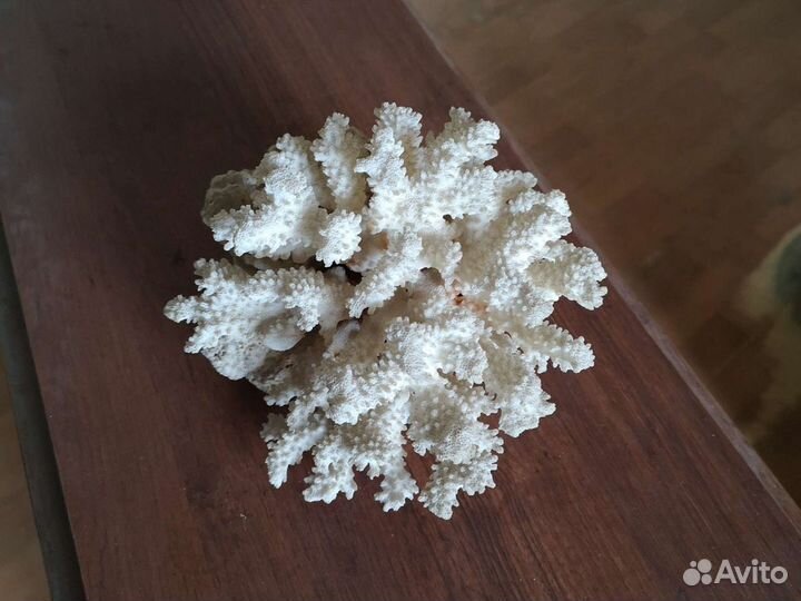 Коралл натуральный