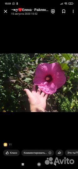 Гибискус травянистый