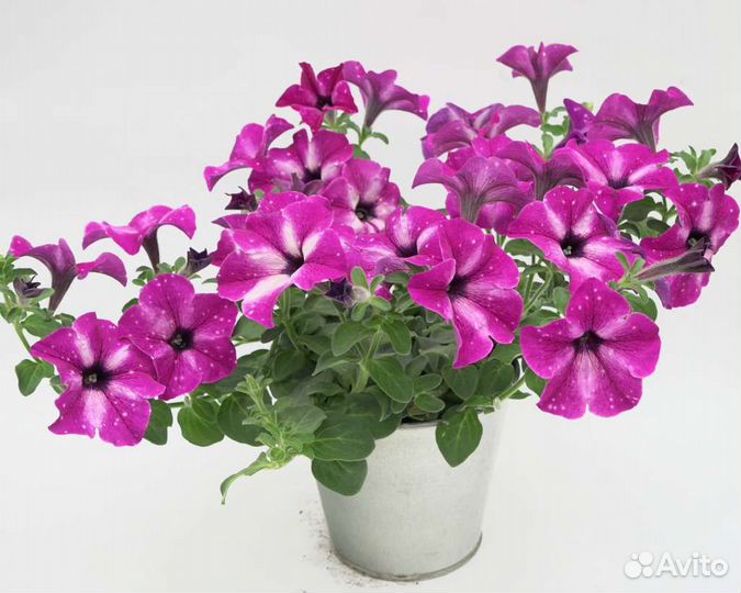 Вегетативная петуния