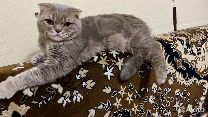 Шотландская вислоухая кошка