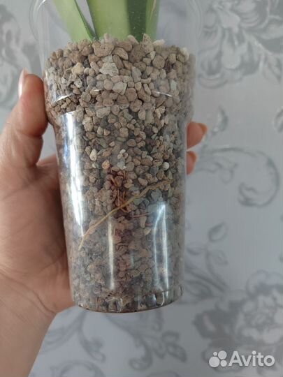 Сансевиерия муншайн