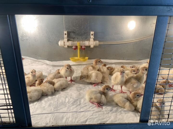 Индюшата в наличии подрощенные и суточные