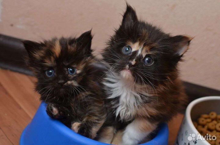 Котята мейн-кун