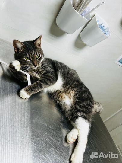 Котик в добрые руки