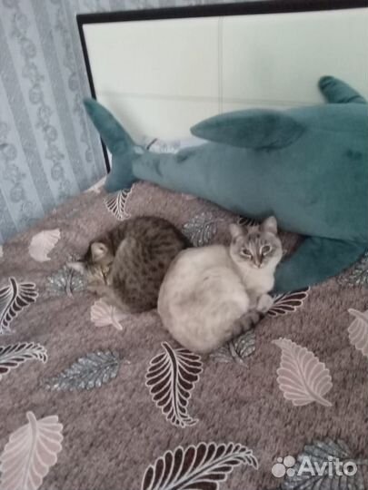 Кошечки стерилизованные