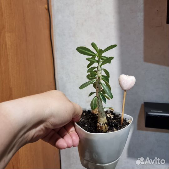 Адениум тучный