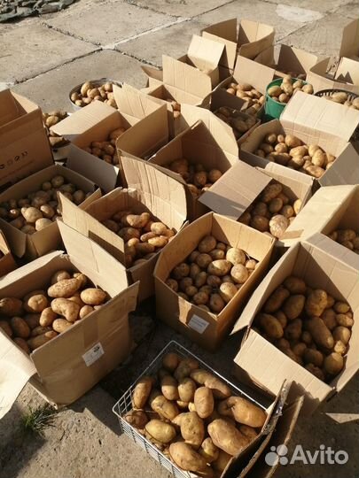 Продам картофель