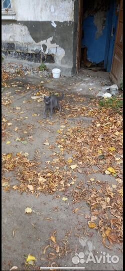 Нашлась кошка