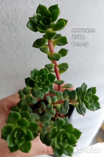 Суккуленты