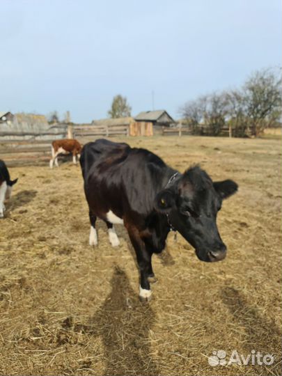 Корова дойная