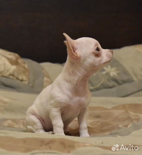 Чихуахуа мини девочка
