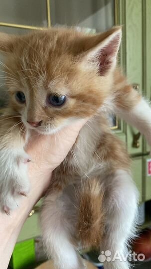 Отдам бесплатно