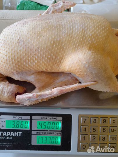 Мясо домашней курочки, кролика, гуся и перепелки