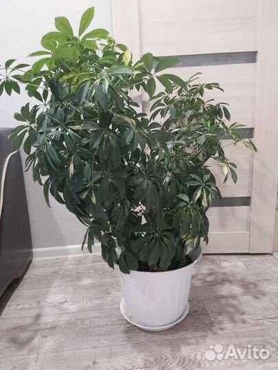 Комнатные цветы шефлера