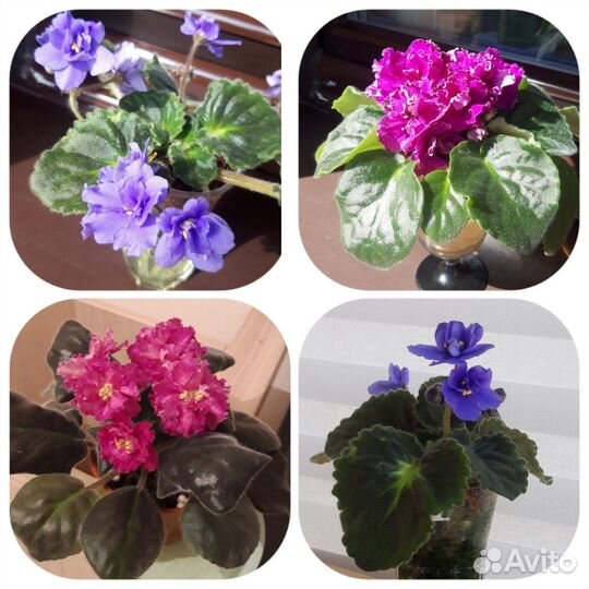 Фиалка Сенполия комнатное домашнее растение