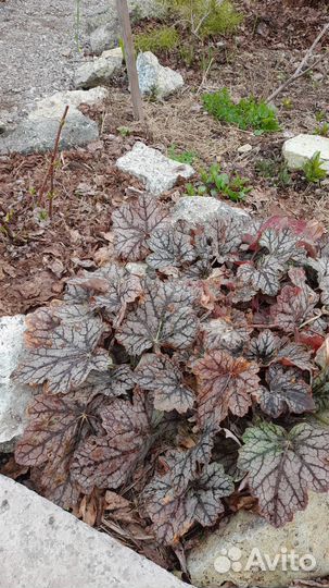 Буковница,гейхеры,медуницы и многое другое