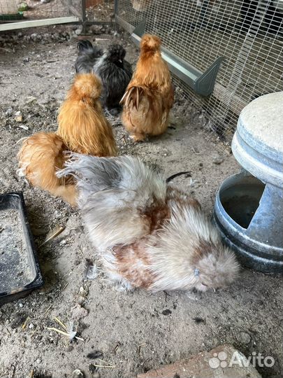 Шелковые китайские цыплята петух инк яйцо