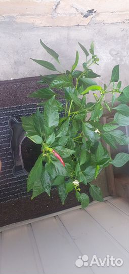 Острый перчик