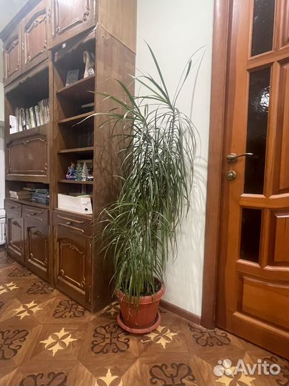 Комнатные цветы большие растения