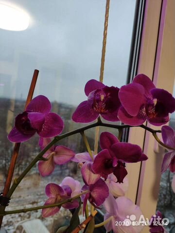 Орхидея фаленопсис, пелорик Кимоно