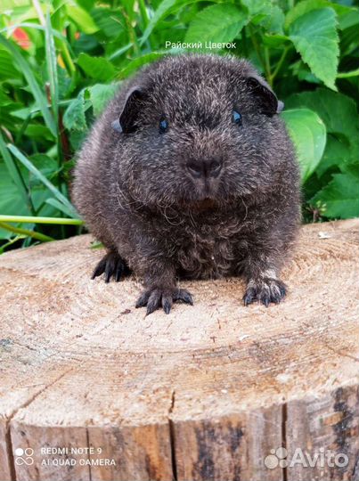 Красивые Морские свинки