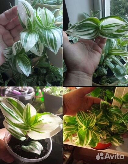 Траденсканция