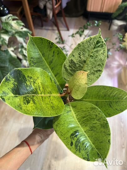 Фикус шривериана