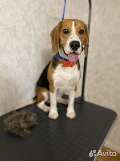 Груминг, Стрижка собак и кошек