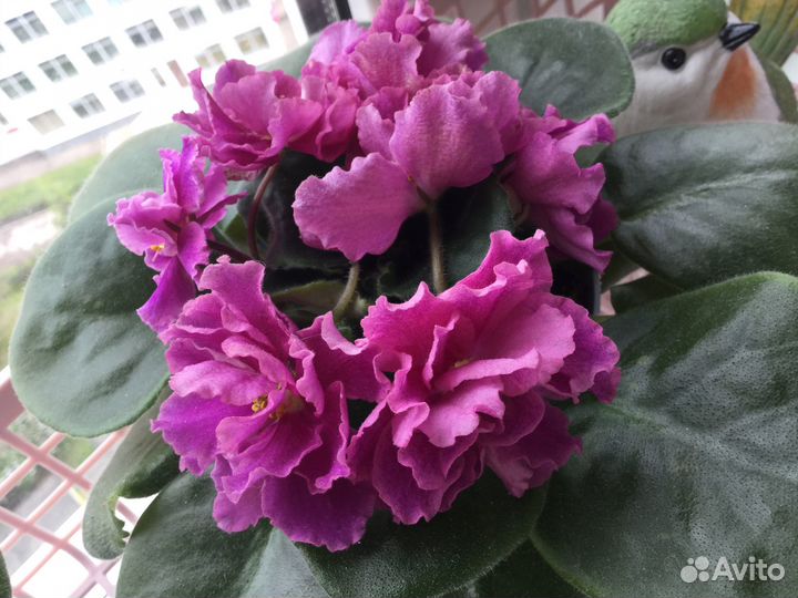 Детка фиалки малиновый йогурт