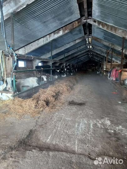 Молочная ферма