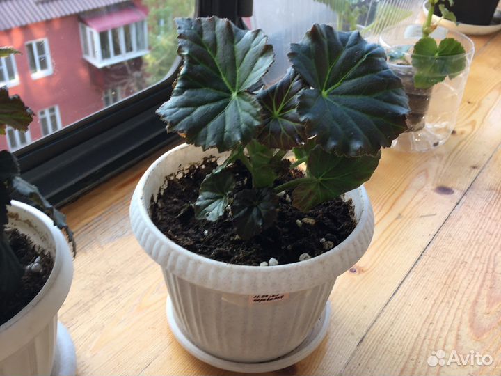 Бегония элатиор