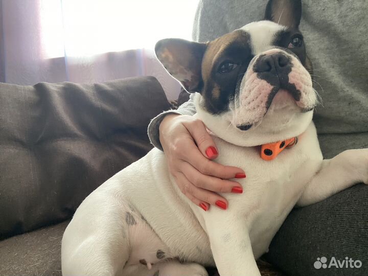 Домашняя передержка собак, кошек