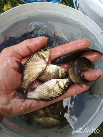 Живец карась