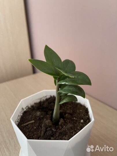 Замиокулькас занзибар