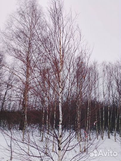 Береза с комом для посадки, Пышная